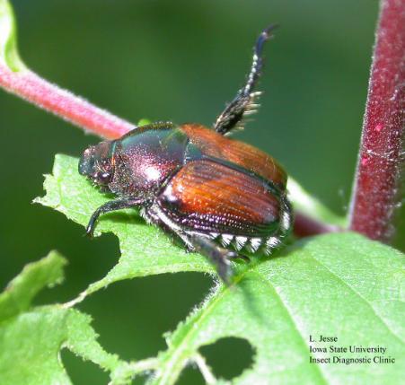 Best insecticide for japanese beetles